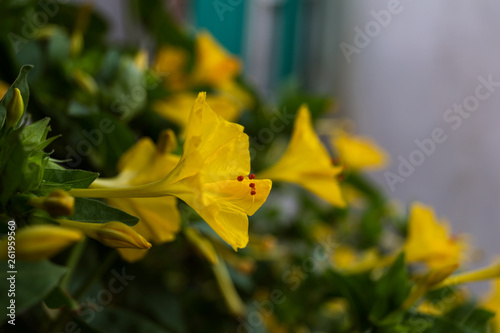 Yellow flower with red stamens. Mrabilis-night flower for landscape design and garden decoration.