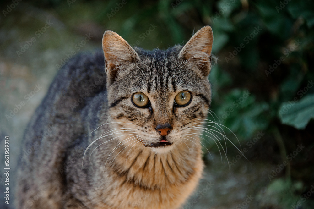 Portrait of omeless cat with begging eyes