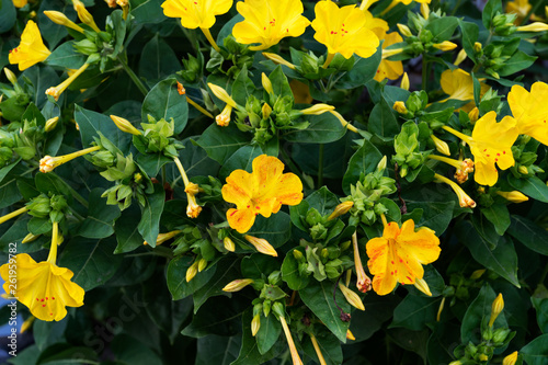 Night Beautiful flower-mirabilis yellow color against the backdrop of green leaves and still closed buds in the garden.