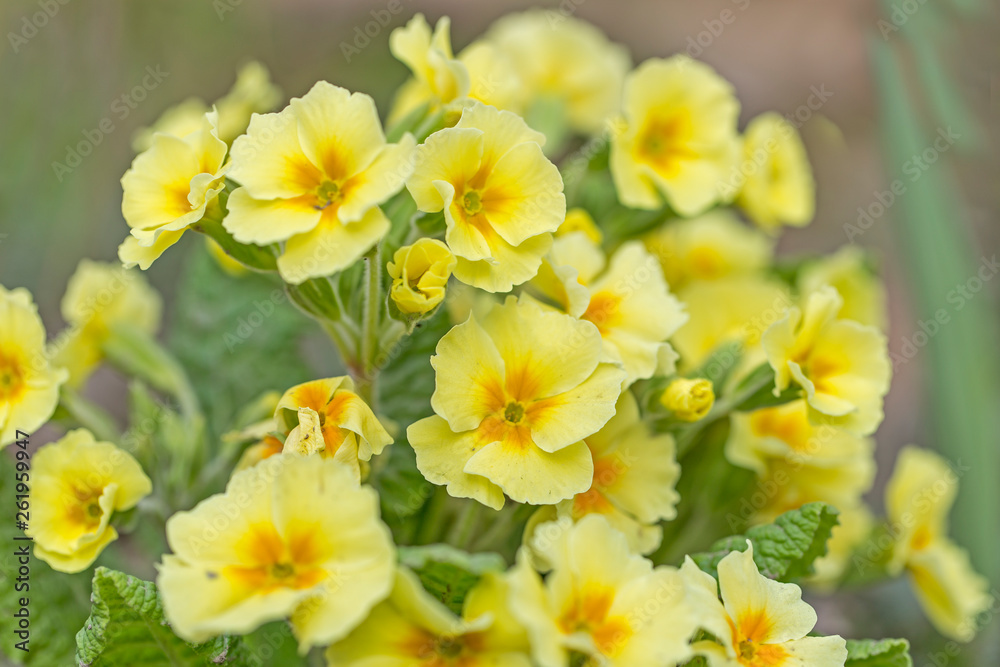 Gorgeous spring flowers hybrid primrose (Primula vulgaris hybrid) in the garden. charming flowers of the hybrid primrose in the garden.
