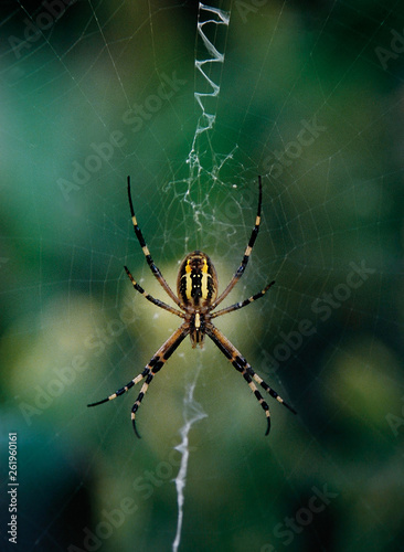 Spinne spider