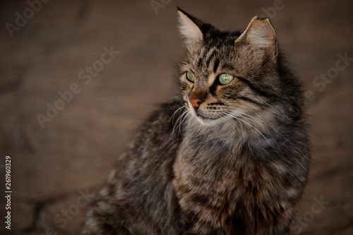 Photography Fluffy homeless cat with sad eyes looking away
