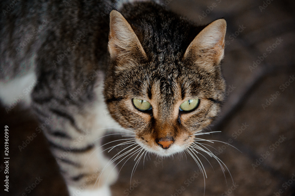 Frowning cat standing on the stone floor Frowning cat standing on the stone floor