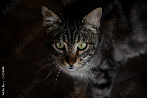 Darkened portrait of a cat in animal shelter © fesenko