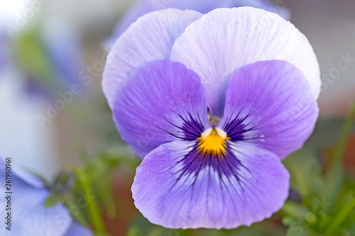 Closeup of colorful pansy flower, The garden pansy is a type of large-flowered hybrid plant cultivated as a garden flower. 