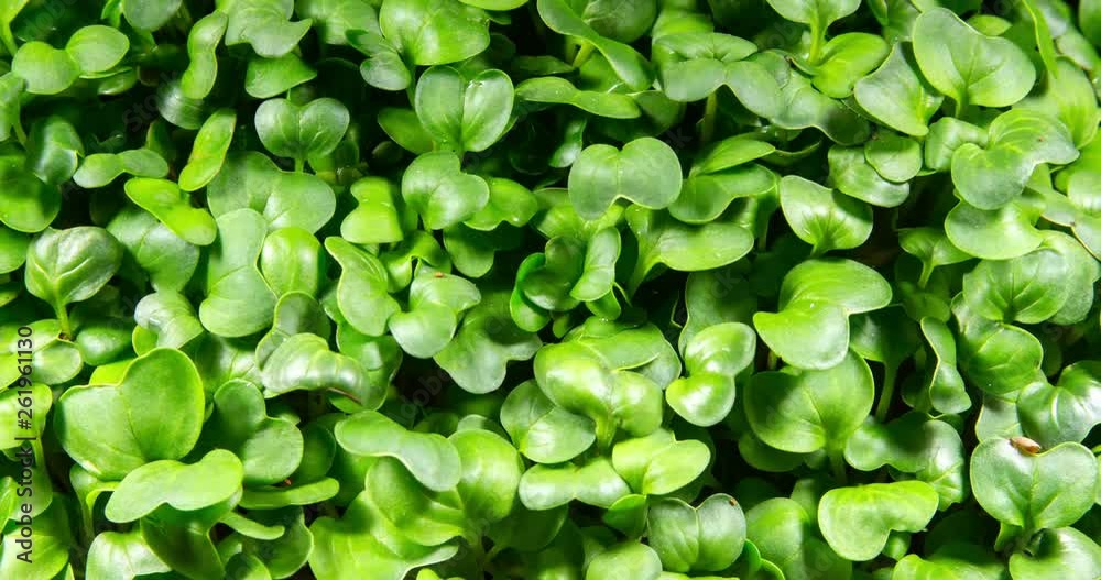 Time lapse of radish microgreens moving leaves while growing up. Dew on the grass. Germinated seeds as healthy micro greens. Seedling plants