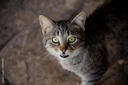 Portrait of tricolor cat with demanding eyes