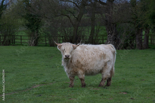 Highland Cow