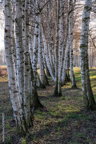 Spreewald im Februar photo