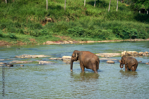 Elephants Bathing in Jungle River of Sri Lanka photo