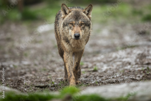 Obraz na płótnie Grey Wolf in the rain w salonie