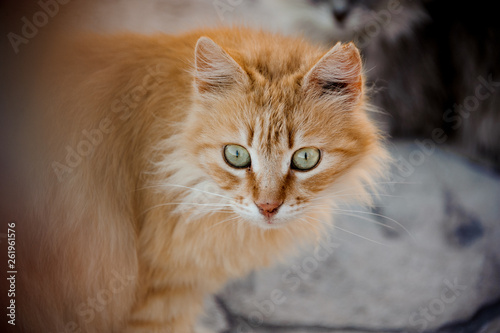 Close-up of the curious and fluffy ginger cat © fesenko