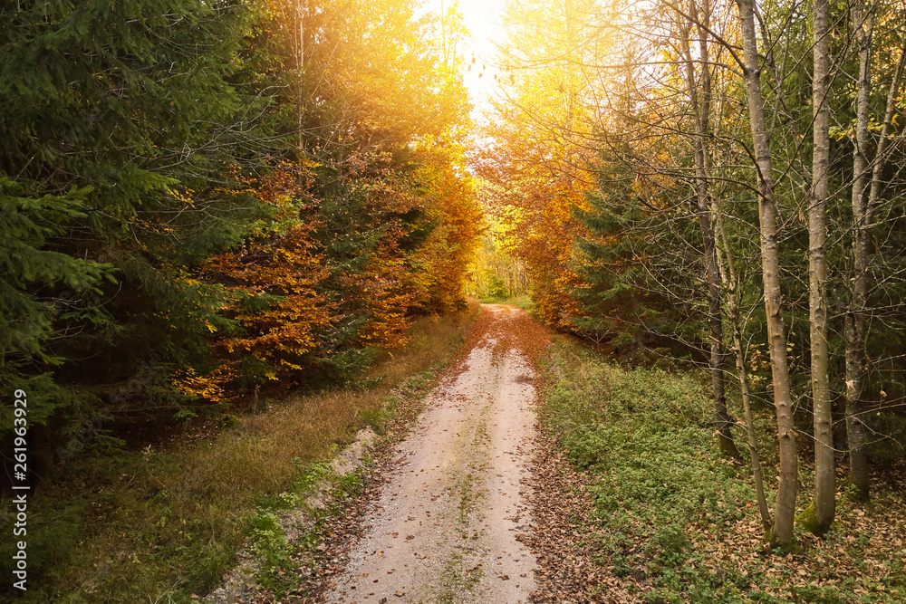 Sunny path in the forest in autumn Sunny path in the forest in autumn
