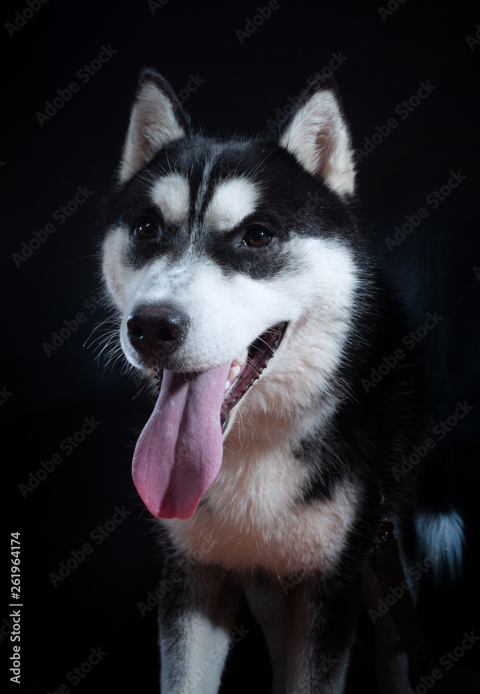 Portrait of a dog Siberian Husky in the studio Portrait of a dog Siberian Husky in the studio