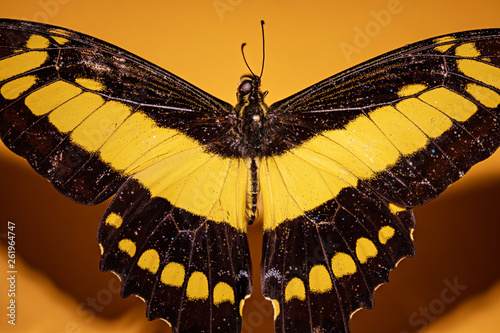 papillon Heraclides thoas cinyras male photo