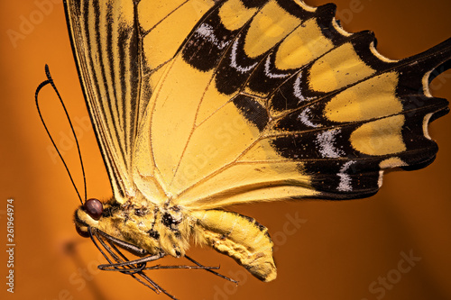 papillon Heraclides thoas cinyras male photo