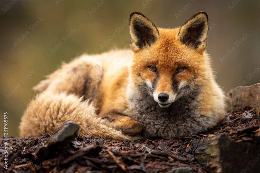 Red fox in the forest - obrazy, fototapety, plakaty 