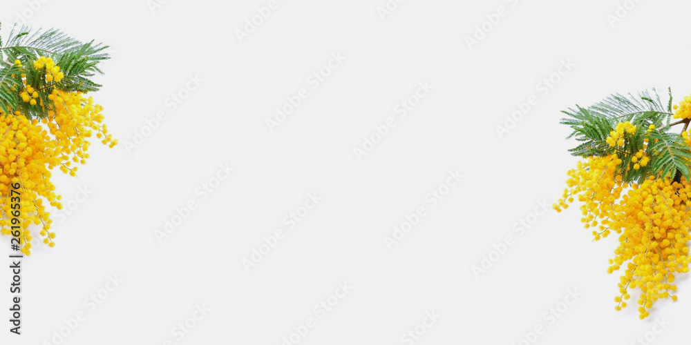 Light background with mimosa for banner, slider Light background with mimosa for banner, slider
