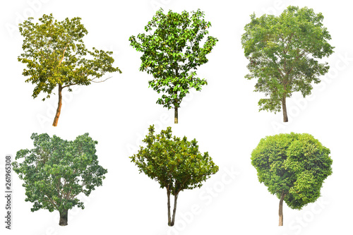 Set of tree isolated on white background with clipping path