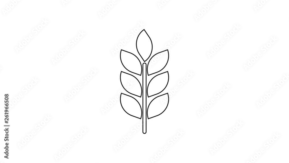 Grey Cereals icon set with rice, wheat, corn, oats, rye, barley line icon on white background. Ears of wheat bread symbols. Agriculture wheat symbol. 4K Video motion graphic animation Grey Cereals icon set with rice, wheat, corn, oats, rye, barley line icon on white background. Ears of wheat bread symbols. Agriculture wheat symbol. 4K Video motion graphic animation