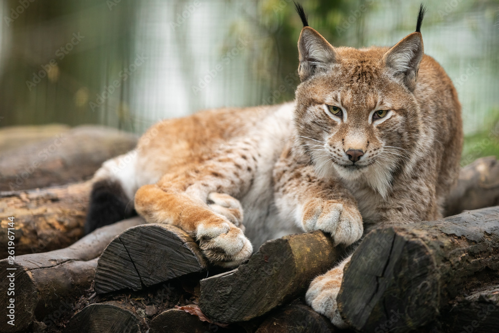 Fototapeta premium Lynx in the forest