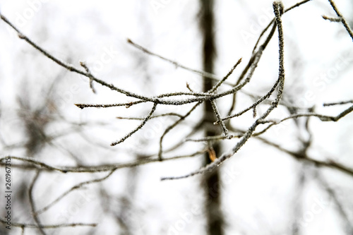 A branch in the winter forest, snow and frost lies on the branches of trees.