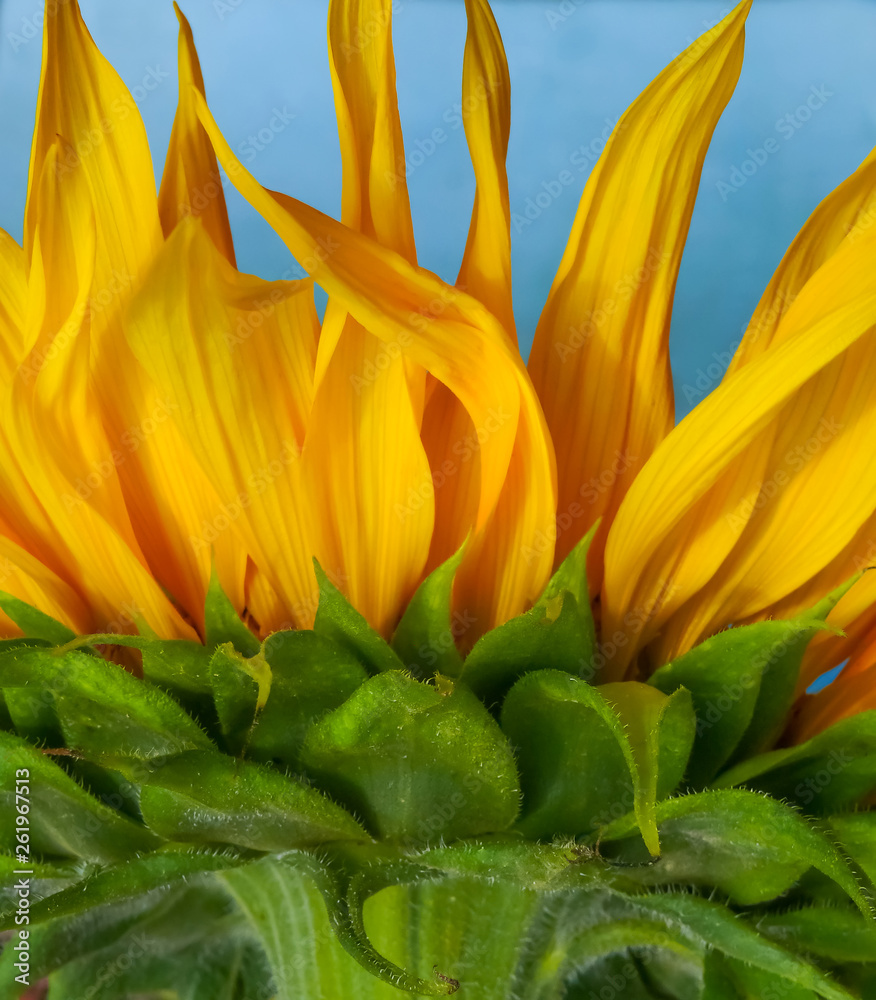 Obraz premium Close up view of the yellow sunflower. A beautiful sunflower against the blue sky. Side view. Summer flower background.