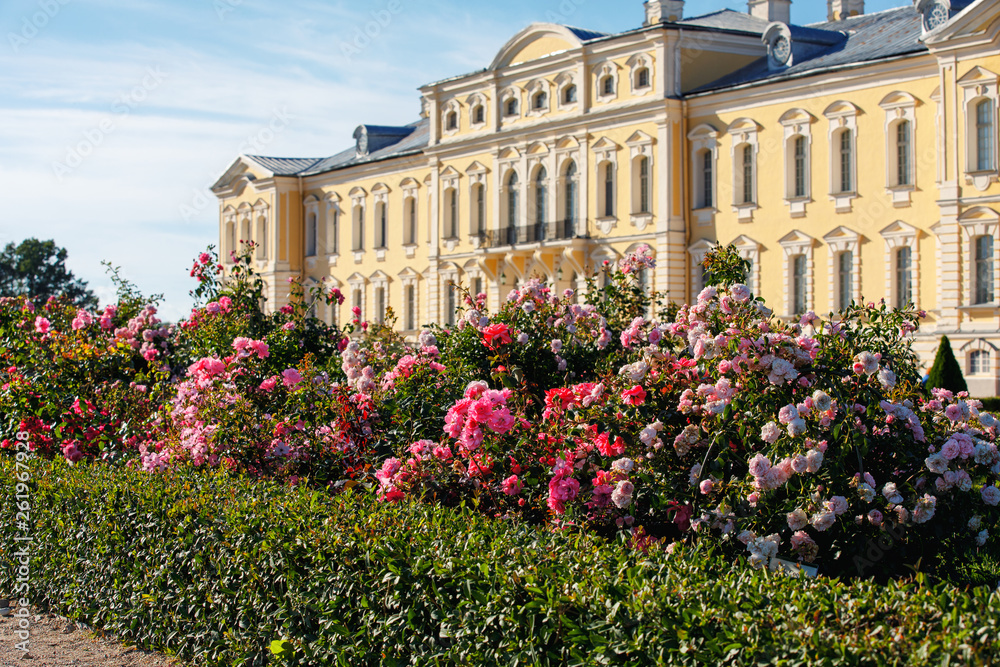 Beautiful roses in the park of the Rundale Palace in Latvia