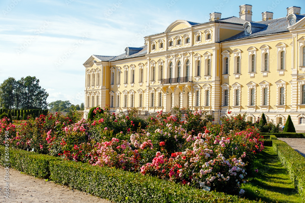 Beautiful roses in the park of the Rundale Palace in Latvia