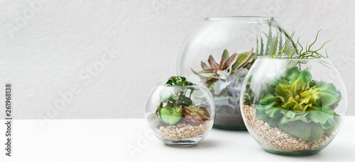 Succulent plants in florarium vases, copy space