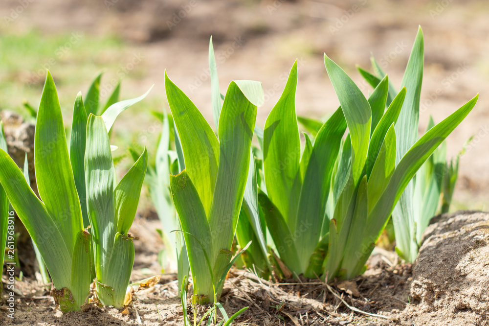 Obraz premium Young green leaves of irises on a bed