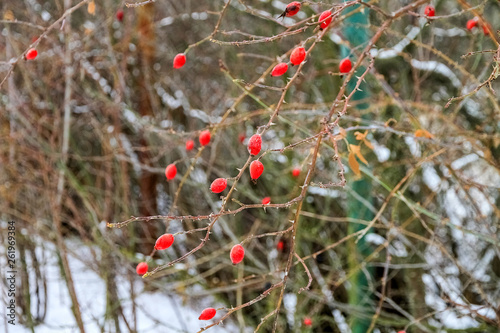 Red wild rose berries in winter, branch with berries.