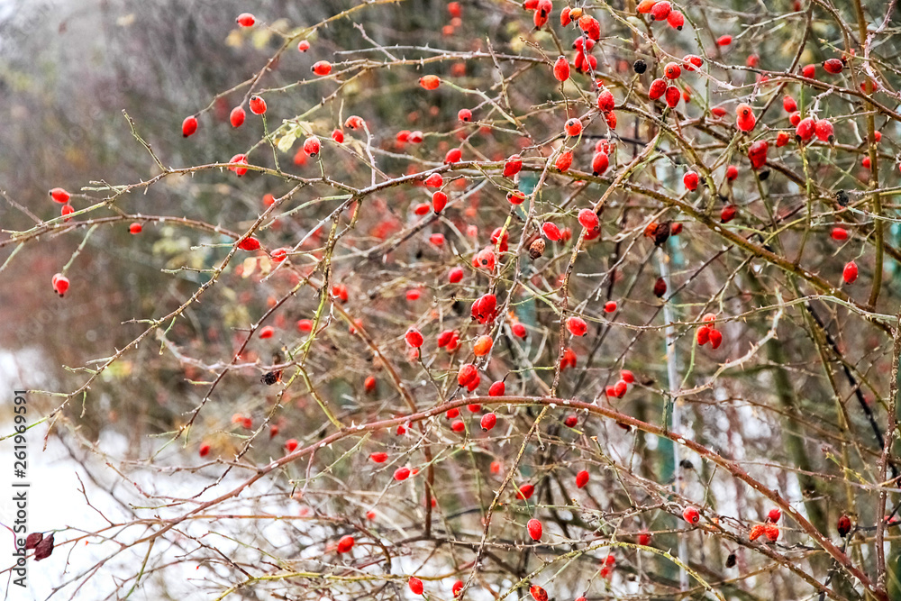 Red wild rose berries in winter, large red bush. Red wild rose berries in winter, large red bush.