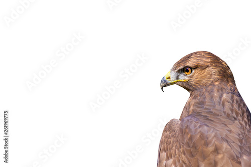 Bird of prey. Isolated bird. White background. Long legged Buzzard. Buteo rufinus. photo