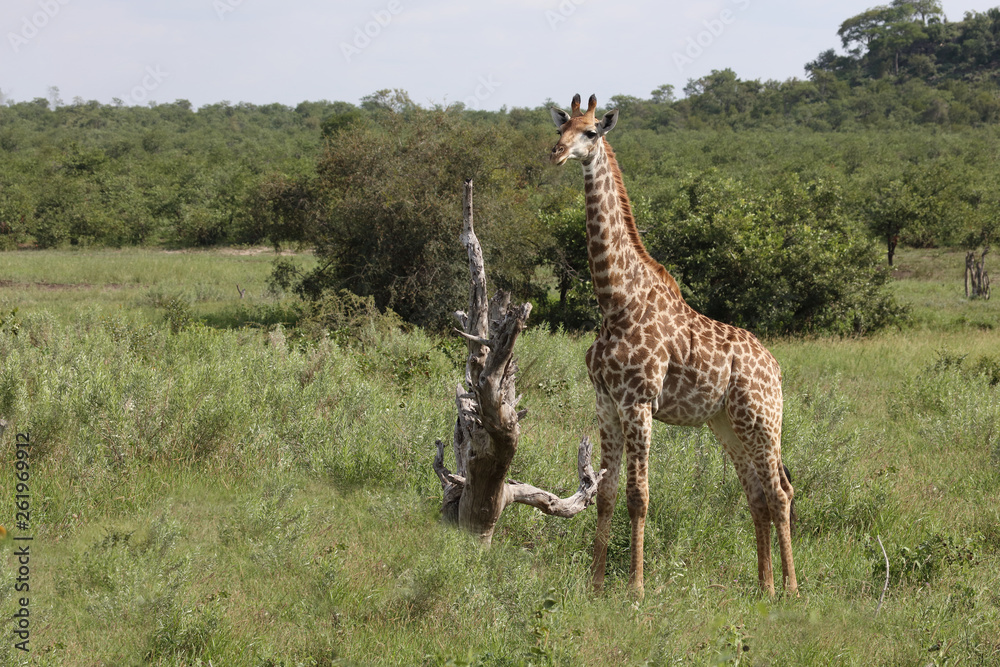 Obraz premium Giraffe / Giraffe / Giraffa Camelopardalis