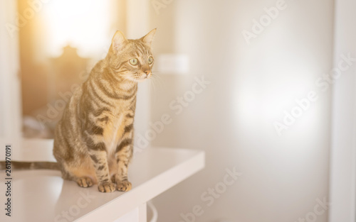 Beautiful short hair cat sitting on white table at home