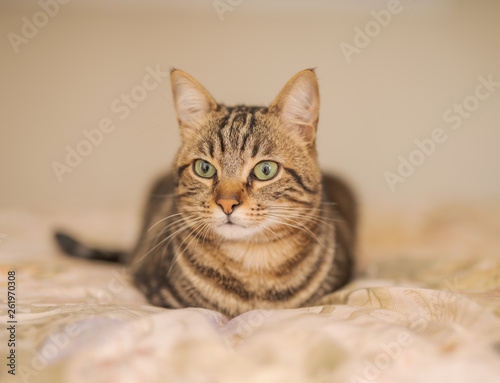 Beautiful short hair cat lying on the bed at home © Krakenimages.com