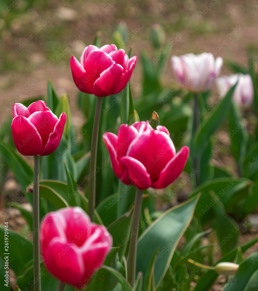tulips that hatch in the spring tulips that hatch in the spring