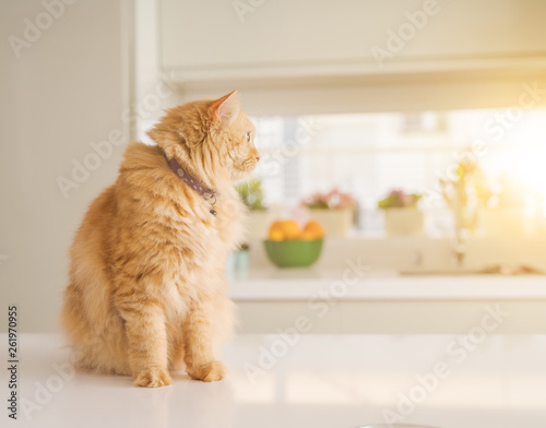 Beautiful ginger long hair cat lying on kitchen table on a sunny day at home