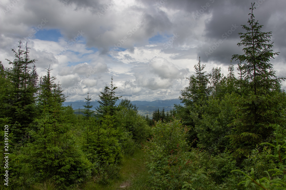 Trekking in the Carpathians through Petros to Hoverla along the Montenegrin ridge to Pop Ivan