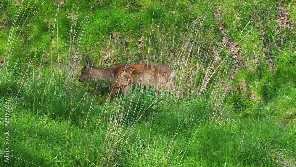 Roe deer ( capreolus capreolus) Roe deer ( capreolus capreolus)