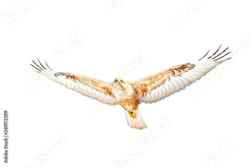 Bird of prey. Isolated bird. White background. Long legged Buzzard. Buteo rufinus.