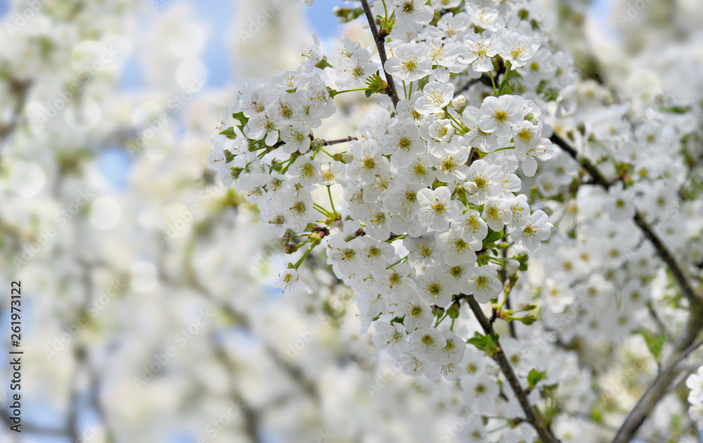 pretty white flowers of a cherry tree in spring pretty white flowers of a cherry tree in spring