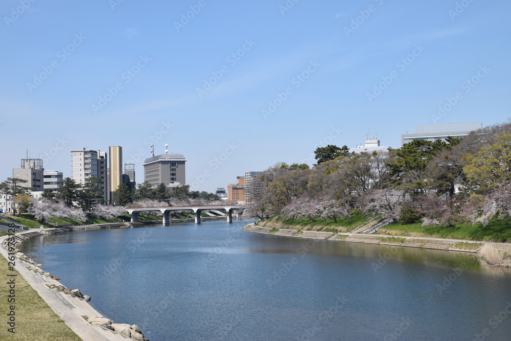 the riverfront with the row of cherry blossom trees / 桜並木のあるリバーフロント地域のパノラマビュー the riverfront with the row of cherry blossom trees / 桜並木のあるリバーフロント地域のパノラマビュー