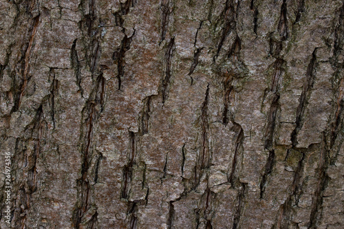 Fototapeta Naklejka Na Ścianę i Meble -  rough surface on a tree trunk bark texture closeup with cracks patterns