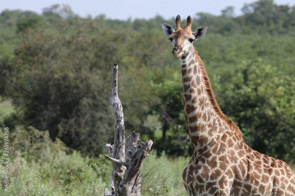 Giraffe / Giraffe / Giraffa Camelopardalis Giraffe / Giraffe / Giraffa Camelopardalis