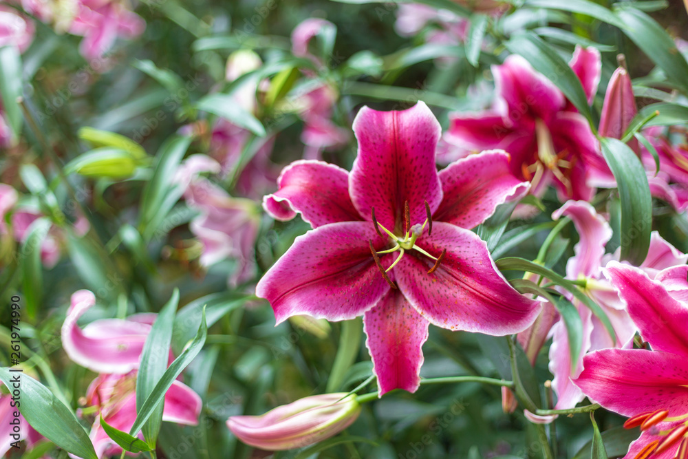 Lily in the garden Lily in the garden