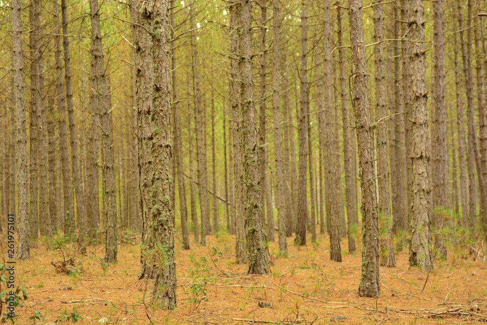 Obraz premium Forest