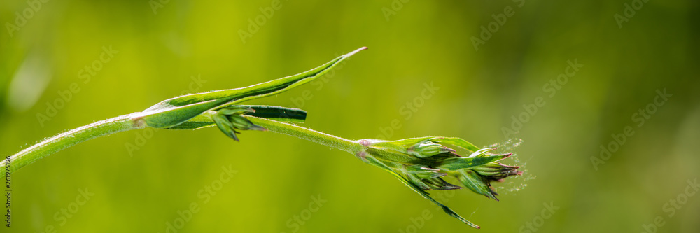 plant on blurred green background.Web banner. plant on blurred green background.Web banner.
