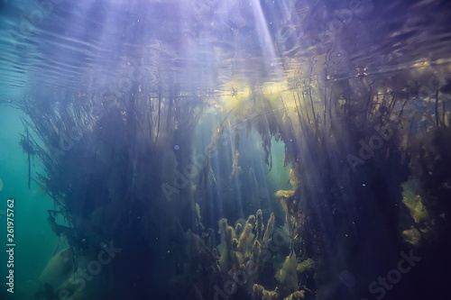 mangroves underwater landscape background / abstract bushes and trees on the water, transparent water nature eco